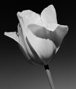 Black and white photograph of a flower, taken by Thomas Betts.