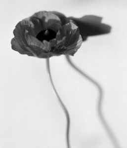 Black and white photograph of a flower, taken by Thomas Betts.