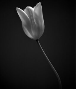 Black and white photograph of a flower, taken by Thomas Betts.