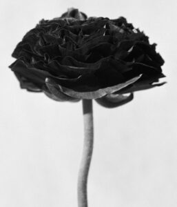 Black and white photograph of a flower, taken by Thomas Betts.