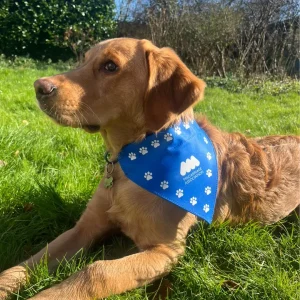 Photo of a dog wearing a Miscarriage Association branded bandana